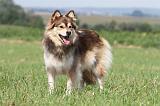 CHIEN FINNOIS DE LAPONIE 660